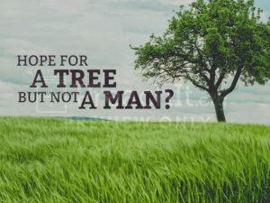 Hope For A Tree But Not A Man?