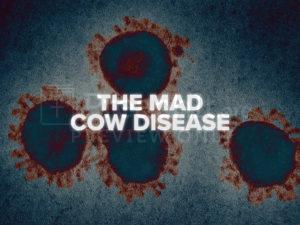 The Mad Cow Disease